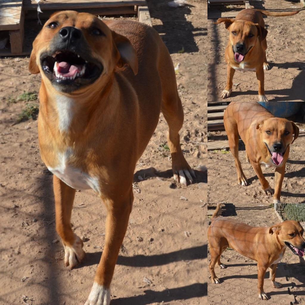 Bingo, ADOPTABLE, Young Male American Staffordshire Terrier.