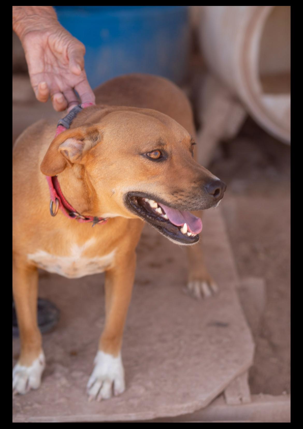 Bingo, a ADOPTABLE mixed breed in Casa Grande, AZ image 2/4