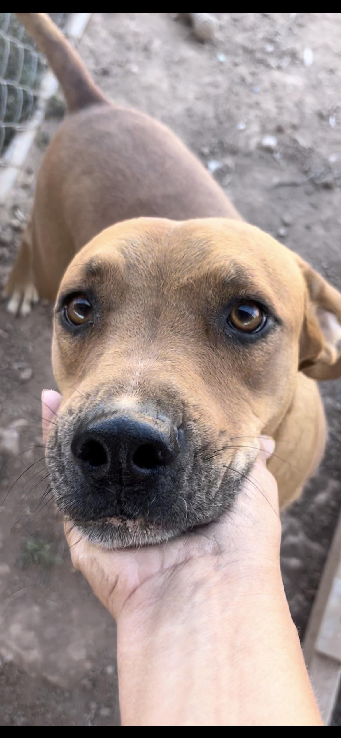 Bingo, a ADOPTABLE mixed breed in Casa Grande, AZ image 3/4