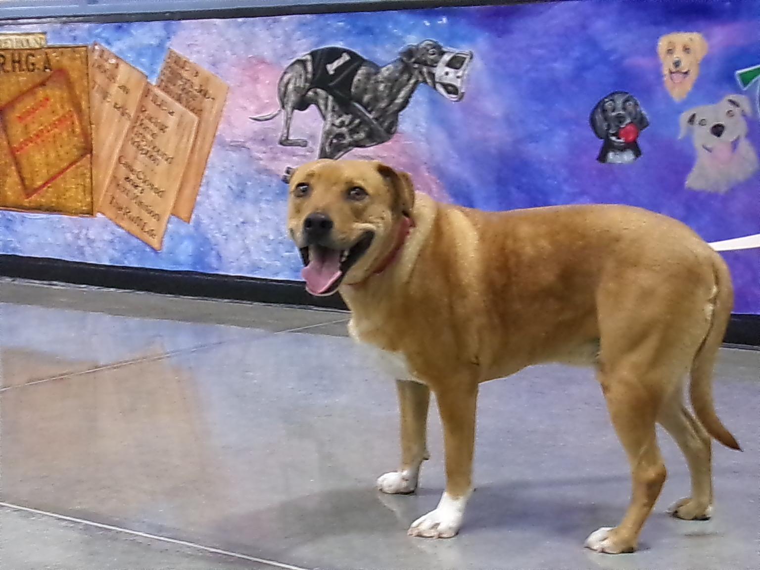 Bingo, a ADOPTABLE mixed breed in Casa Grande, AZ image 4/4