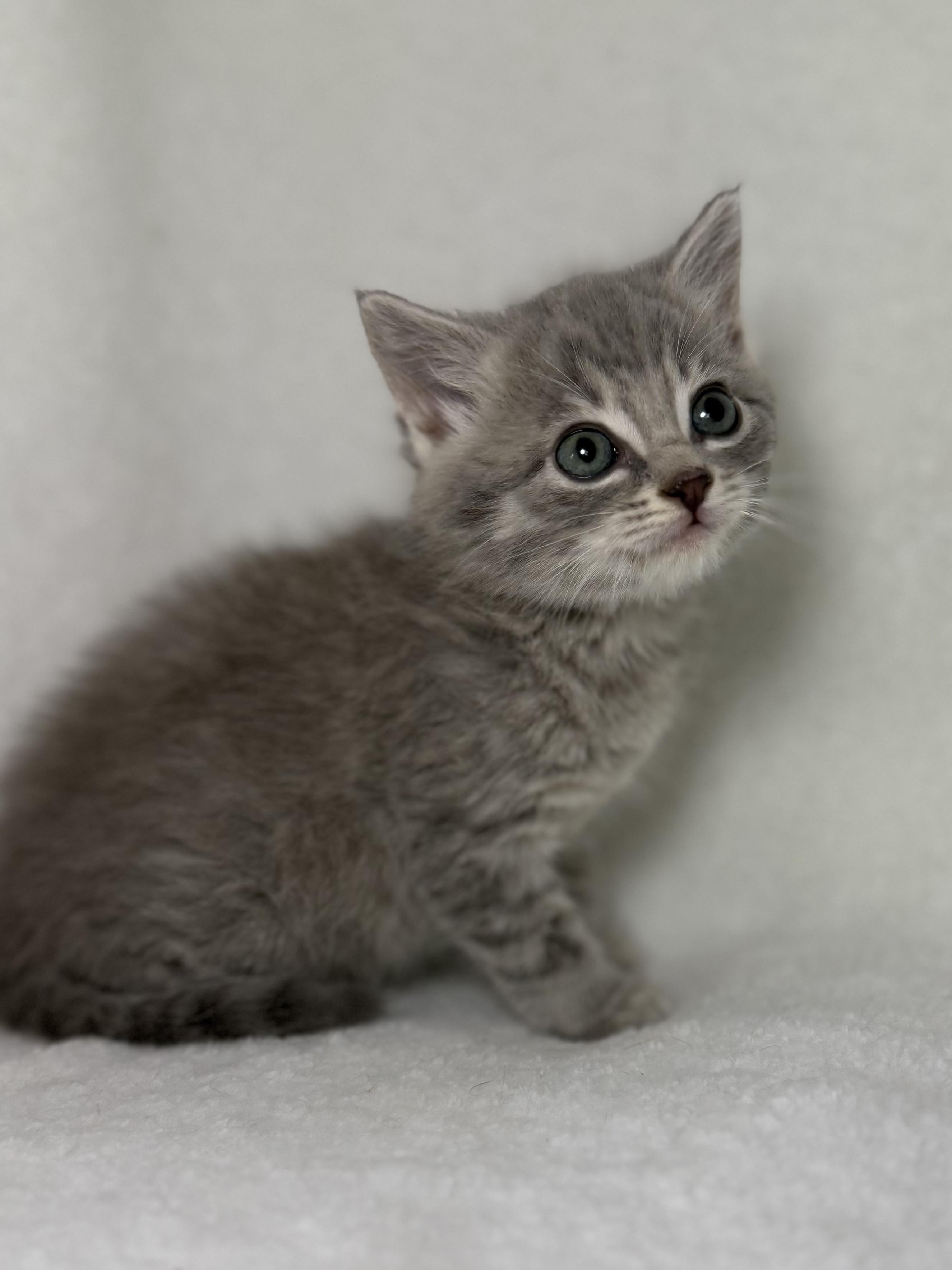 Enlarge Biscuit, an adoptable mixed breed in Greensboro, NC image 1/4