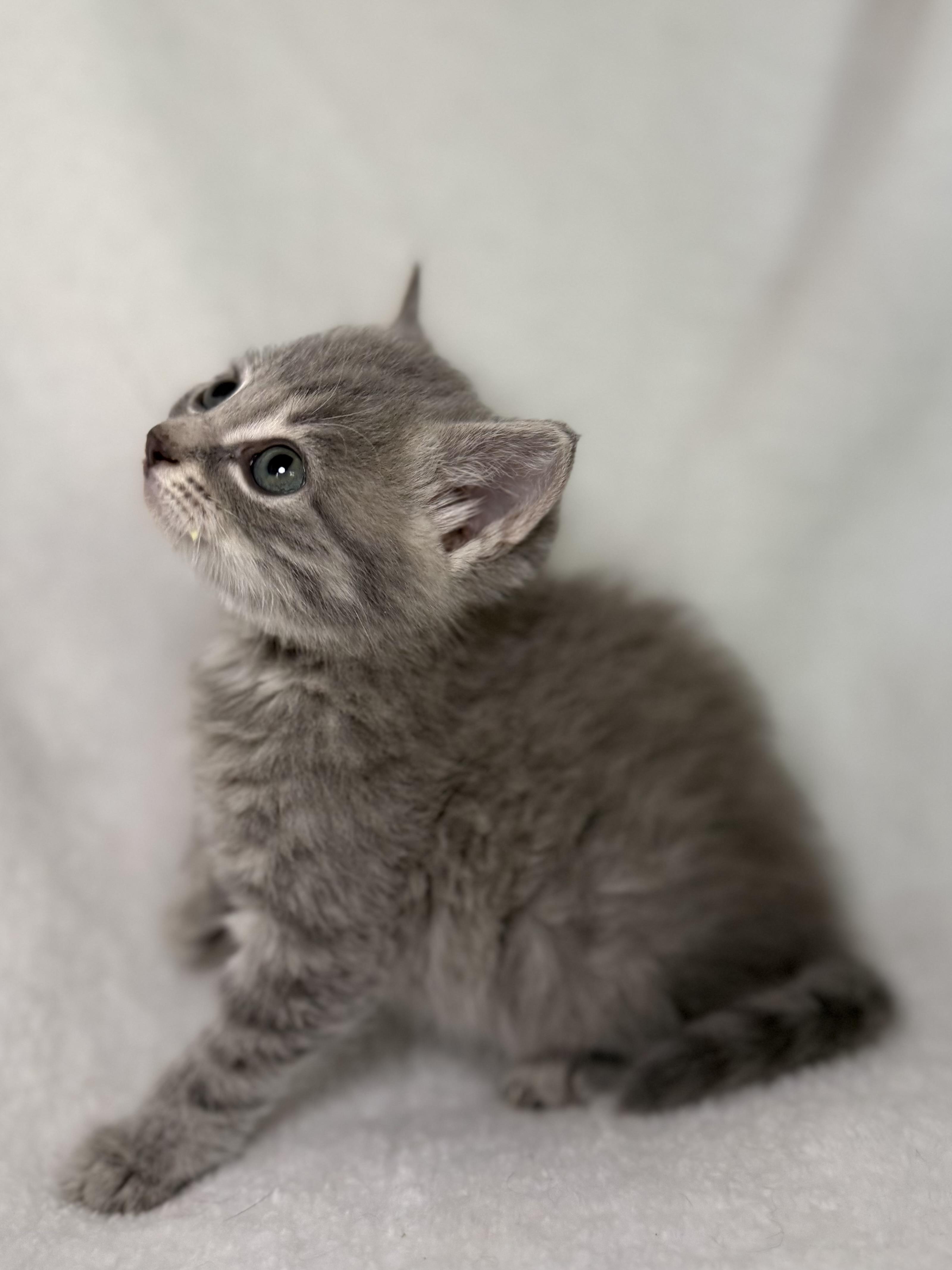Enlarge Biscuit, an adoptable mixed breed in Greensboro, NC image 2/4