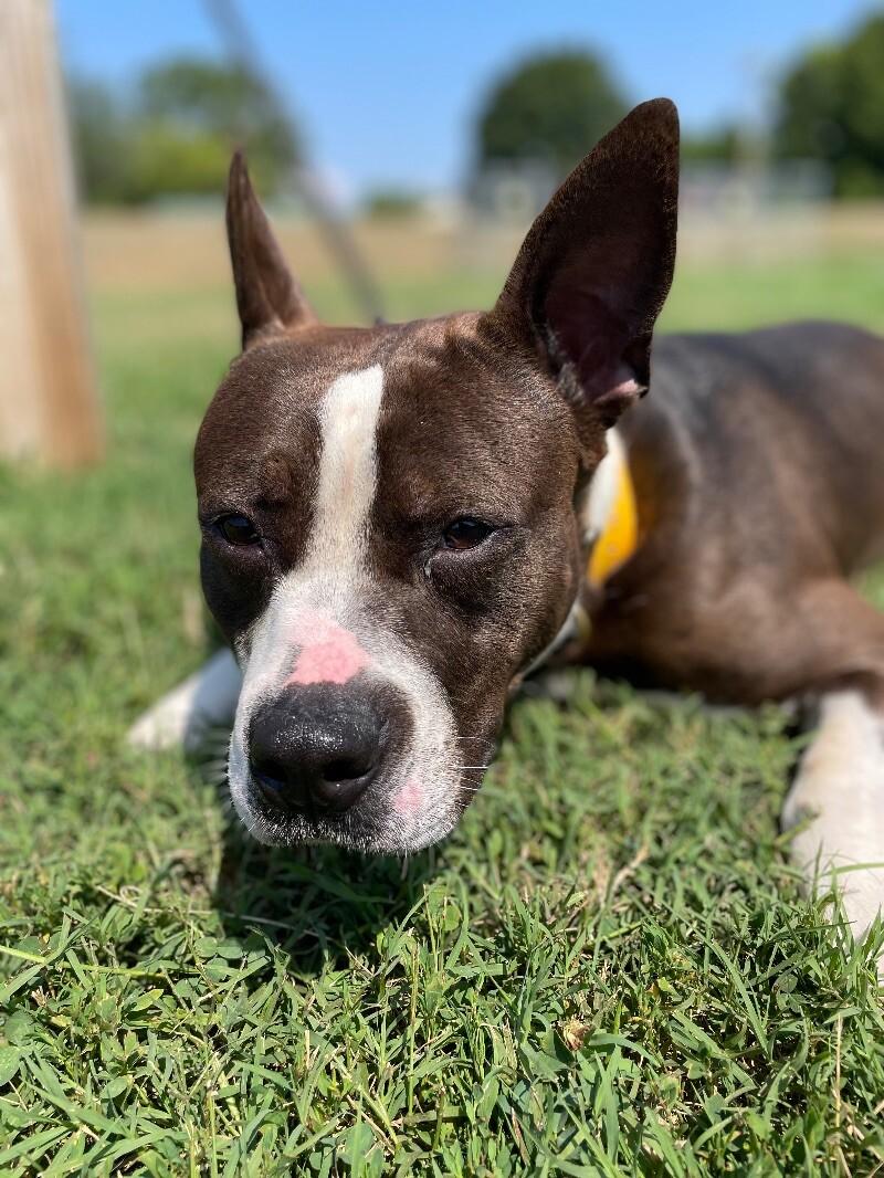 Enlarge Arlo, a Adoptable Pit Bull Terrier in Maryville, TN image 1/6