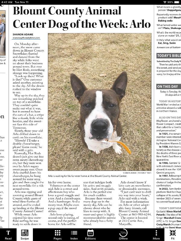 Enlarge Arlo, a Adoptable Pit Bull Terrier in Maryville, TN image 3/6