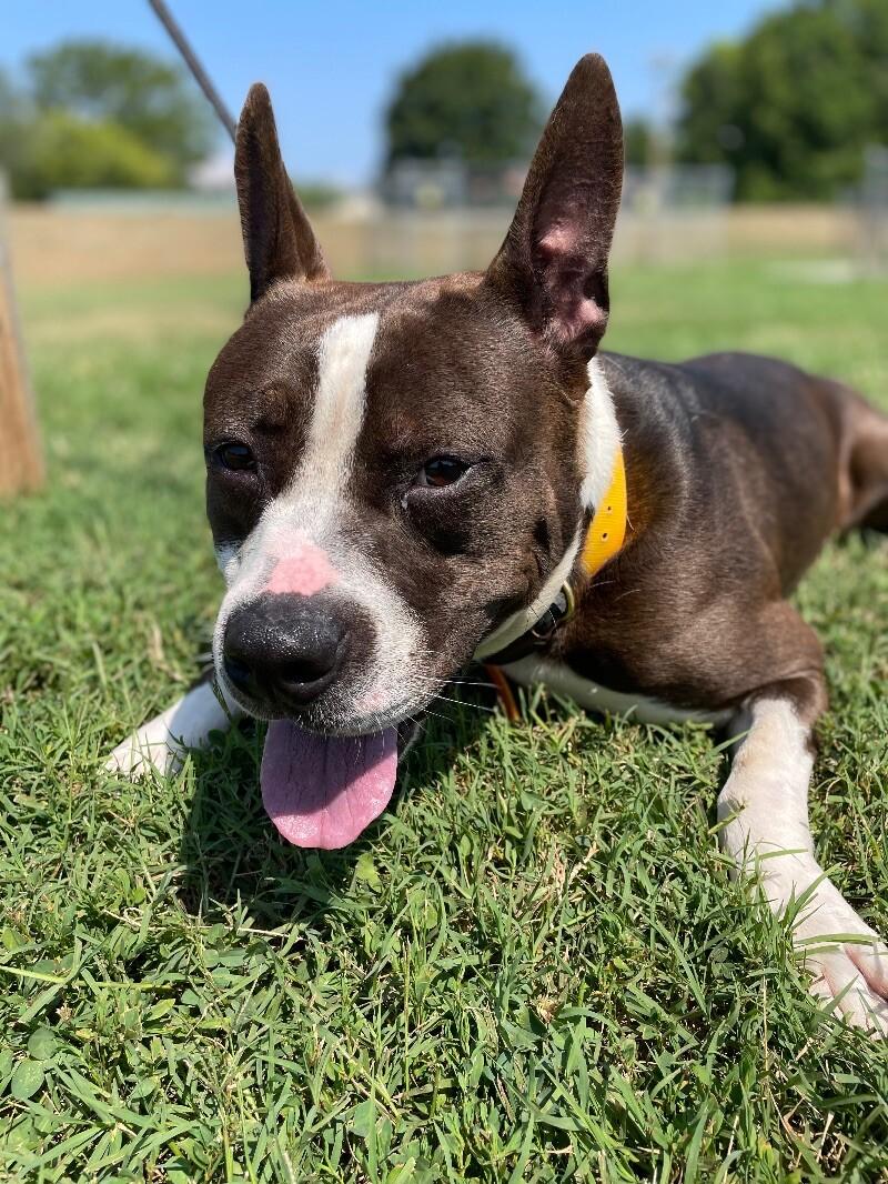 Enlarge Arlo, a Adoptable Pit Bull Terrier in Maryville, TN image 4/6