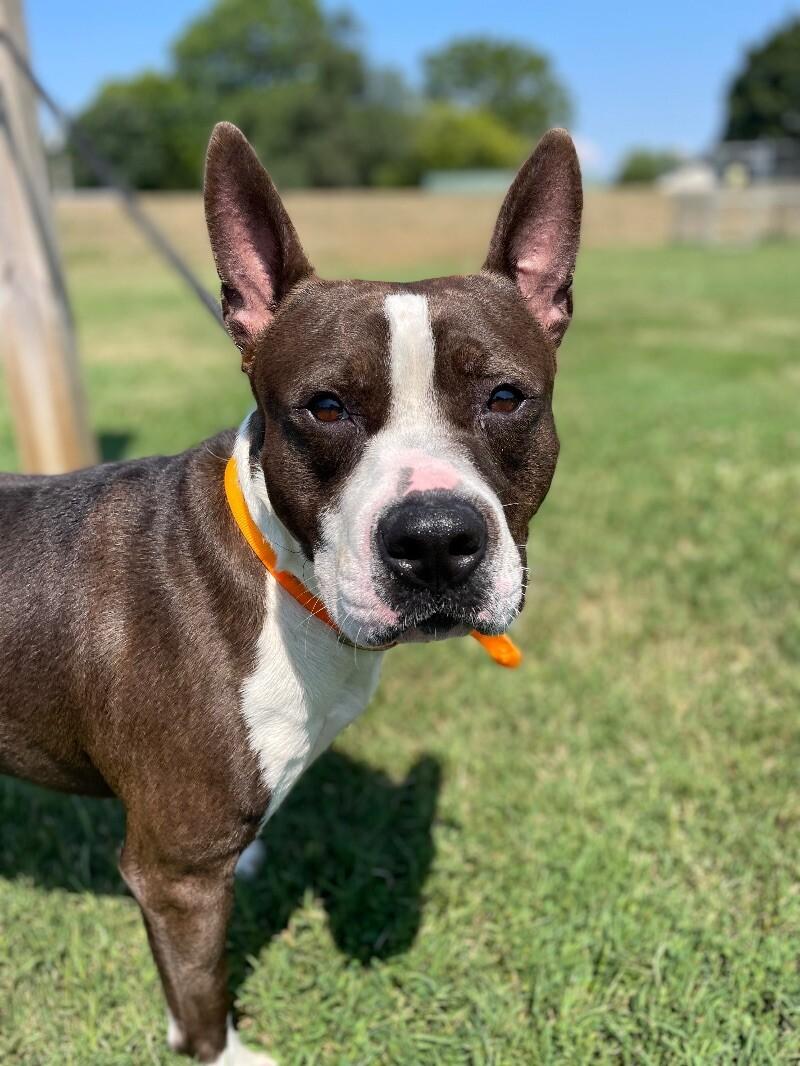 Enlarge Arlo, a Adoptable Pit Bull Terrier in Maryville, TN image 5/6
