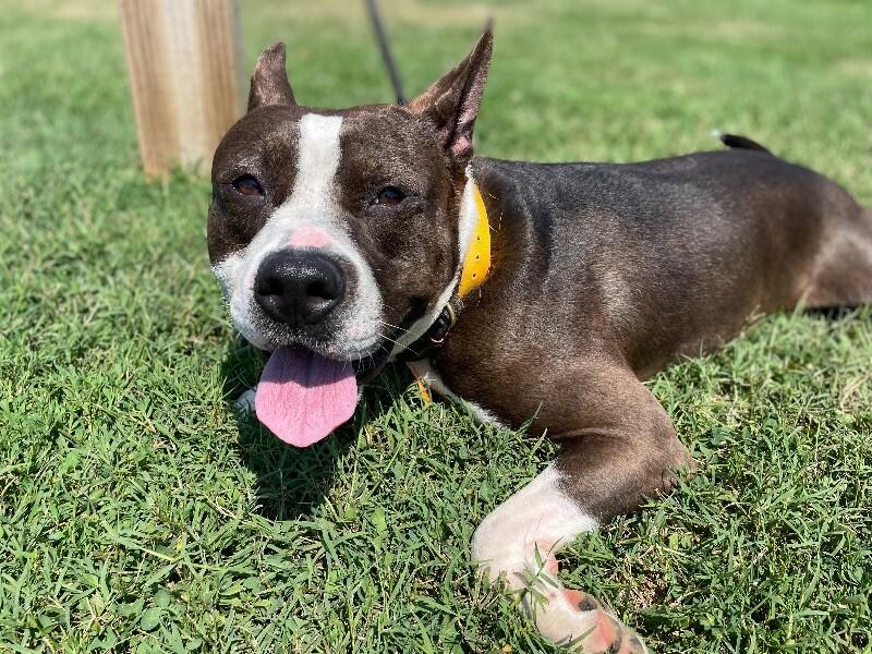 Enlarge Arlo, a Adoptable Pit Bull Terrier in Maryville, TN image 6/6