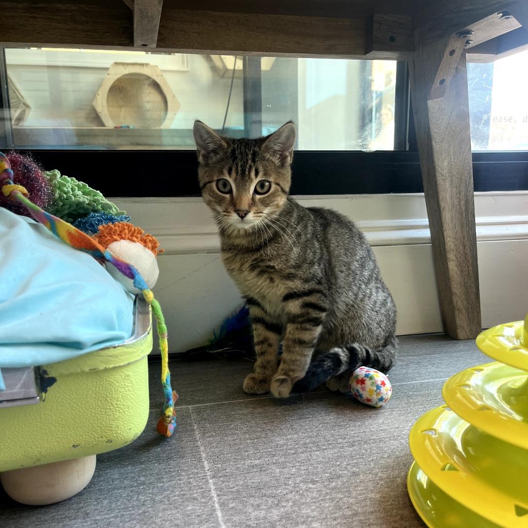 Jinx, Adoptable, Kitten Male Domestic Short Hair.