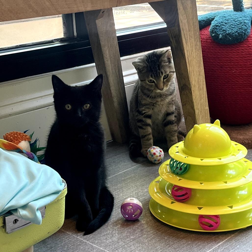 Enlarge Jinx, a Adoptable Domestic Short Hair in Harrisonburg, VA image 2/6