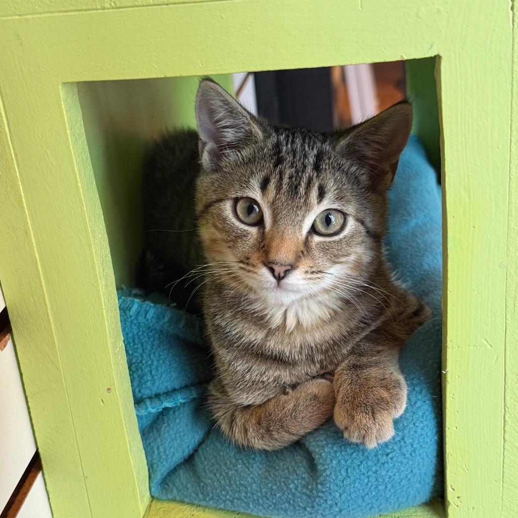 Enlarge Jinx, a Adoptable Domestic Short Hair in Harrisonburg, VA image 3/6