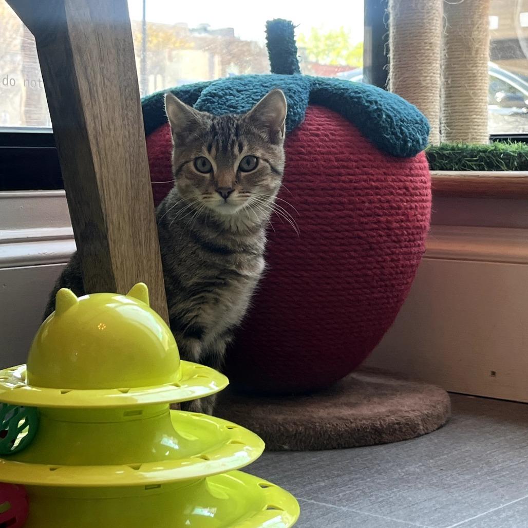 Enlarge Jinx, a Adoptable Domestic Short Hair in Harrisonburg, VA image 4/6