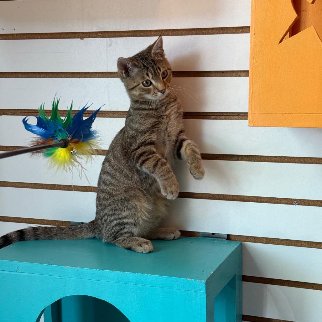 Enlarge Jinx, a Adoptable Domestic Short Hair in Harrisonburg, VA image 5/6