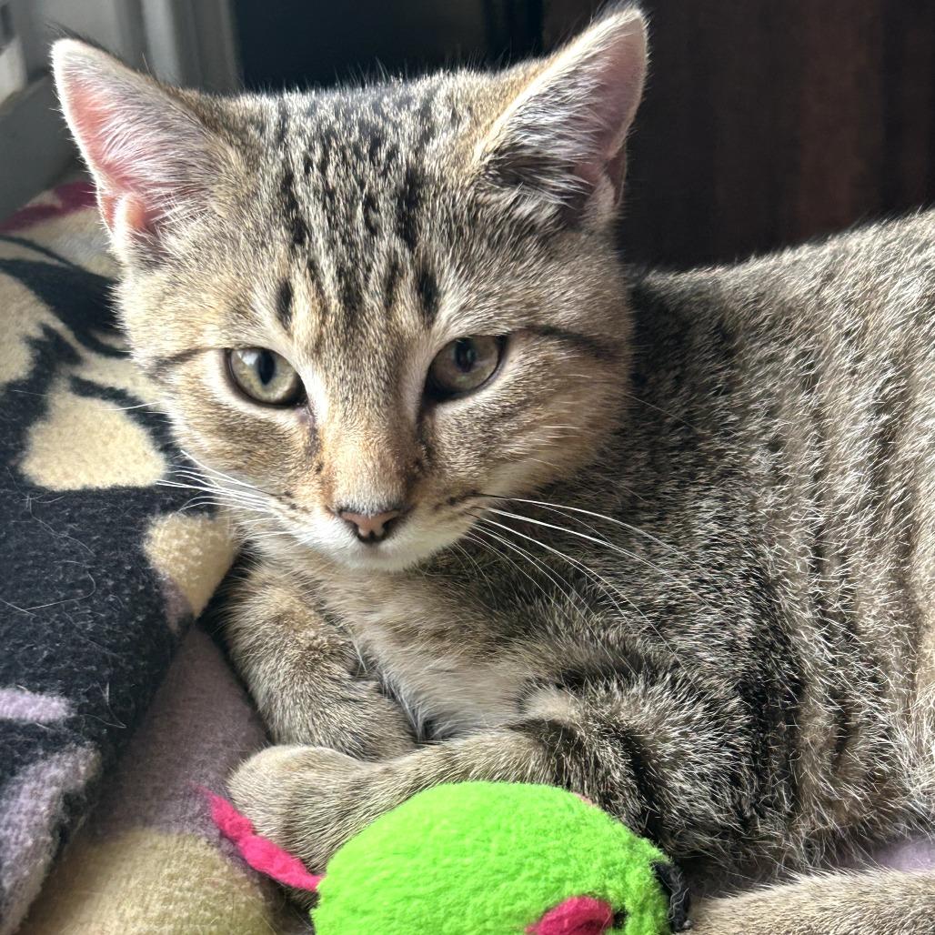 Jinx, Adoptable, Kitten Male Domestic Short Hair.