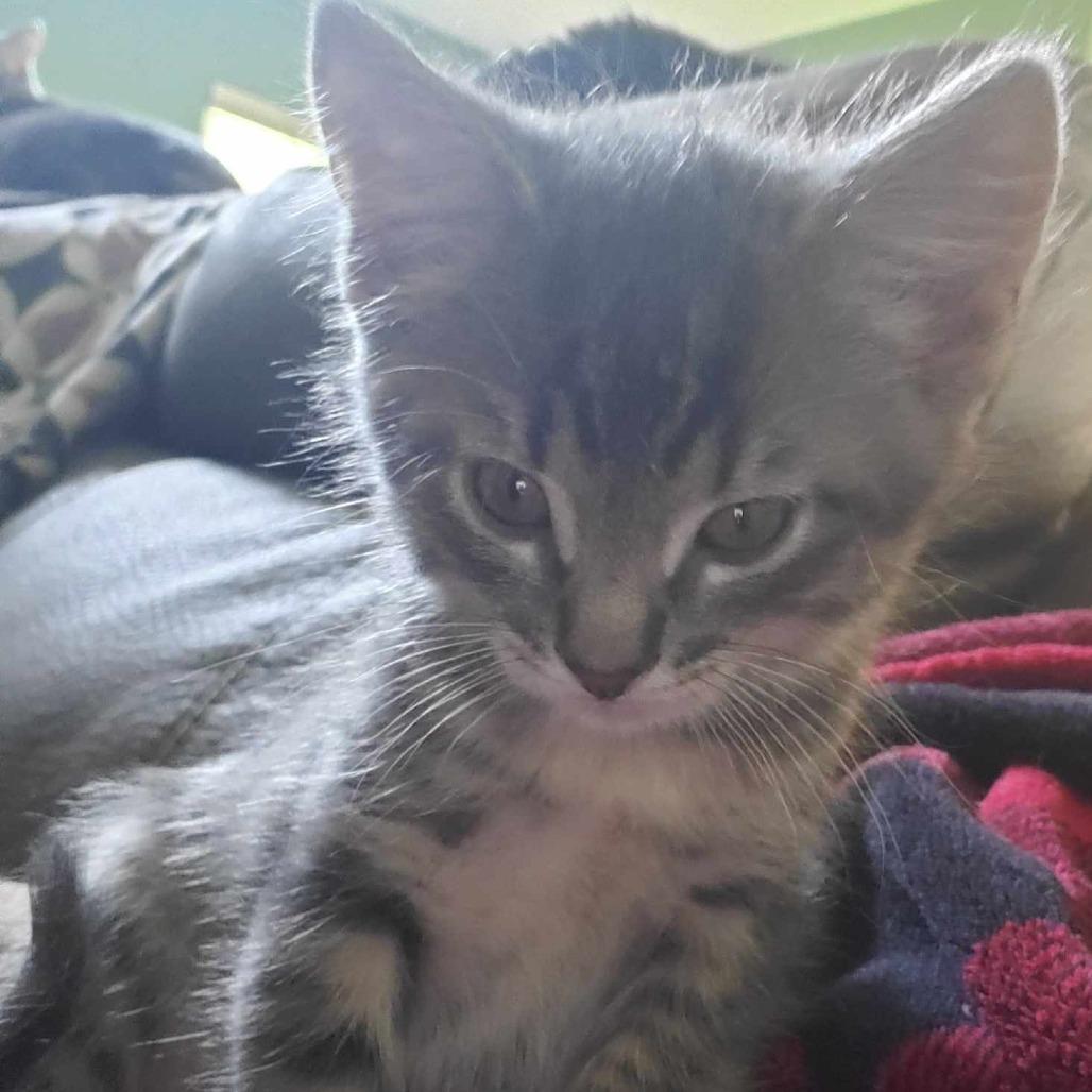 Merlin, Adoptable, Young Male Domestic Short Hair.