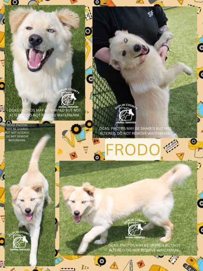 Enlarge FRODO, a Adoptable mixed breed in Kenansville, NC image 1/1