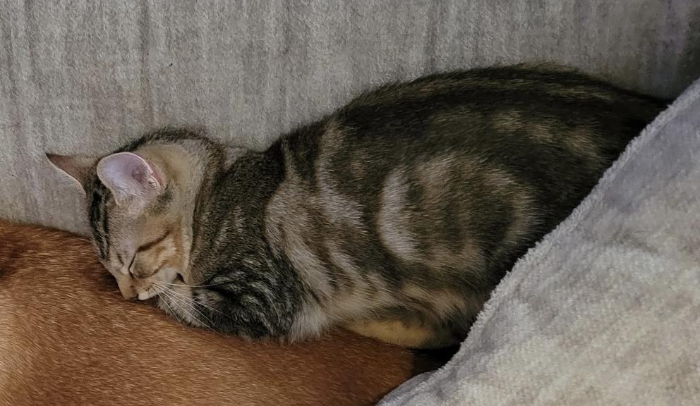 Enlarge Erling, a Adopted Domestic Short Hair in Indianapolis, IN image 3/3