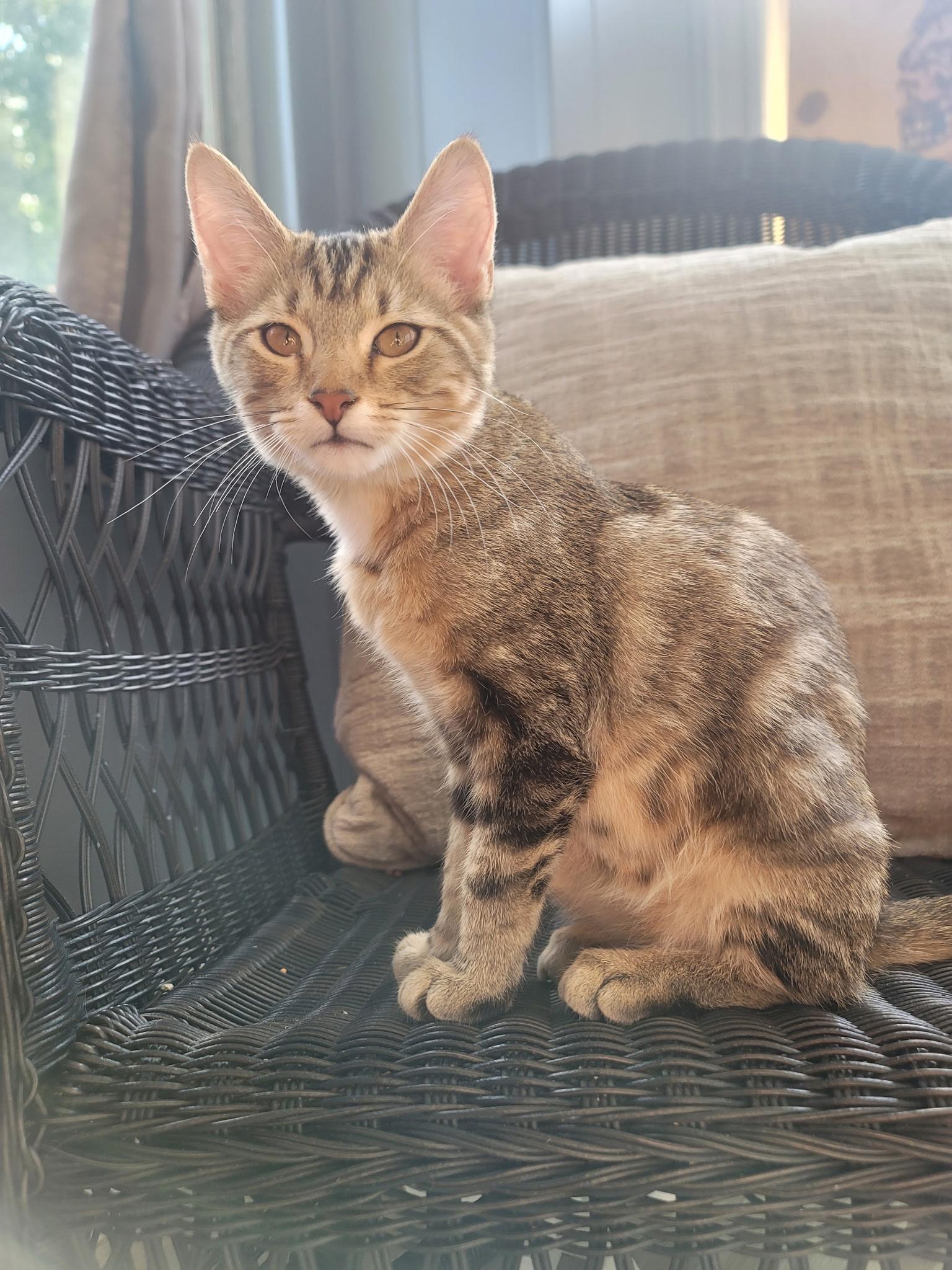 Erling, Adopted, Kitten Male Domestic Short Hair.