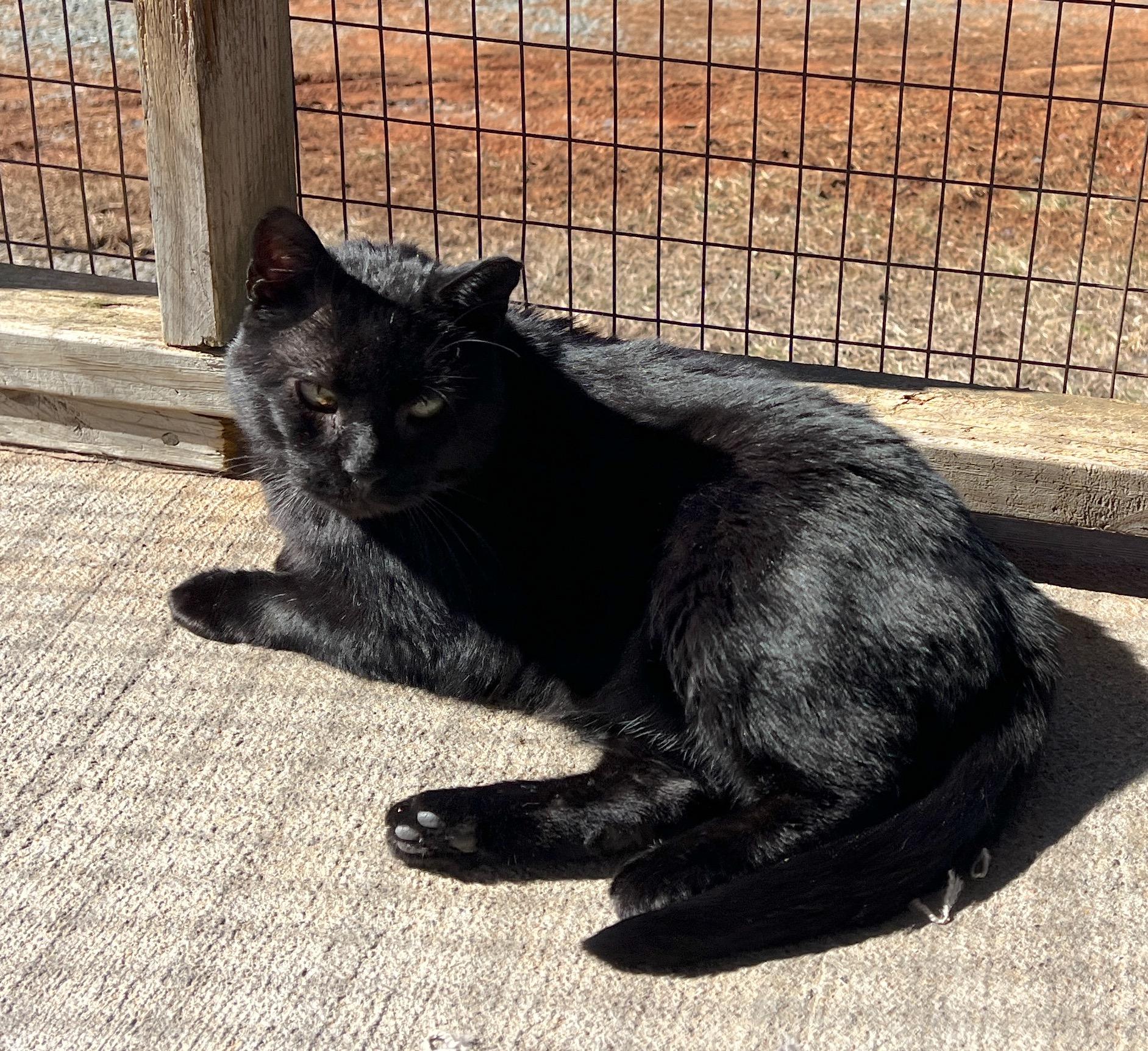 Blackie — thumbnail 2