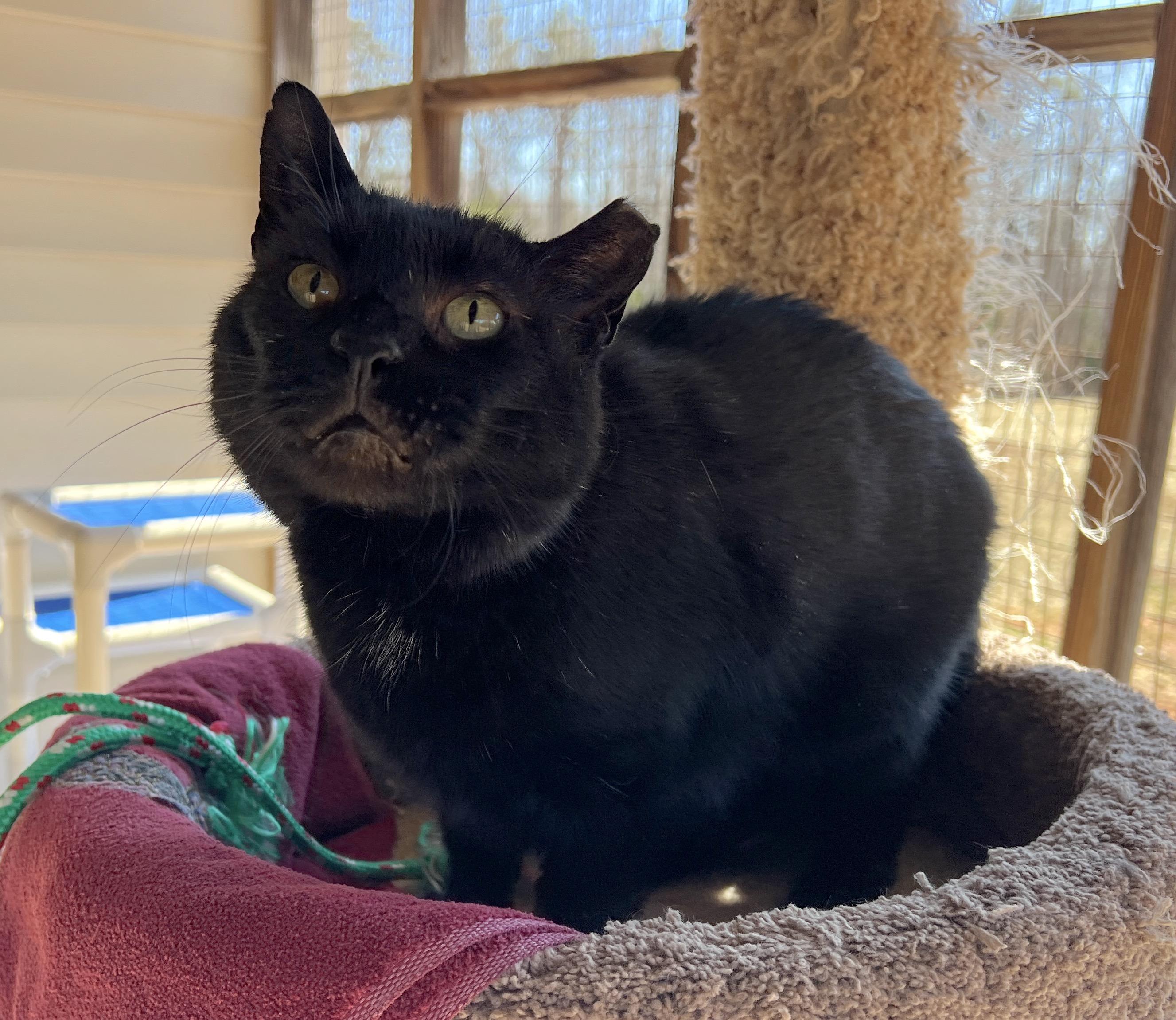 Blackie — thumbnail 3