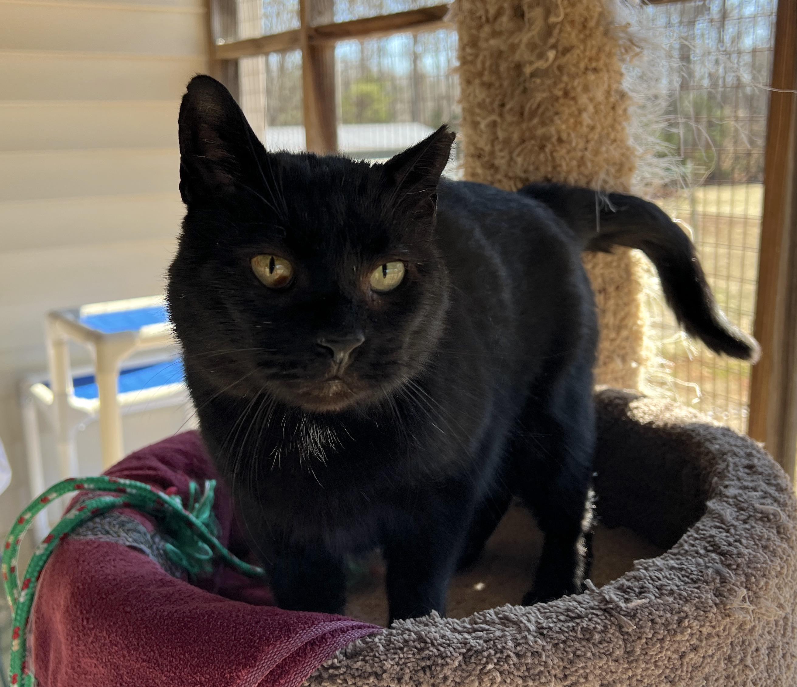 Blackie — thumbnail 4