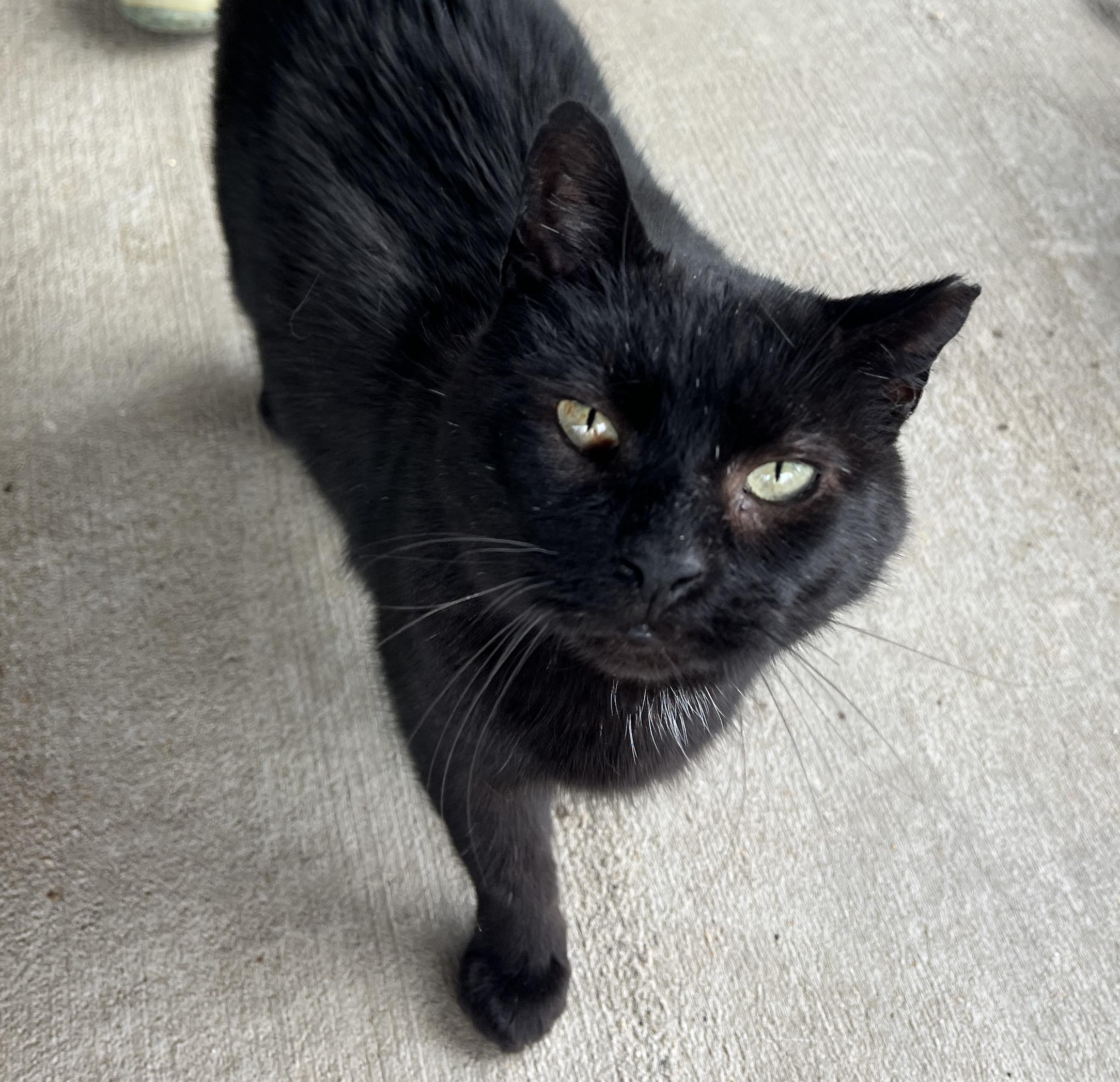 Blackie — thumbnail 5