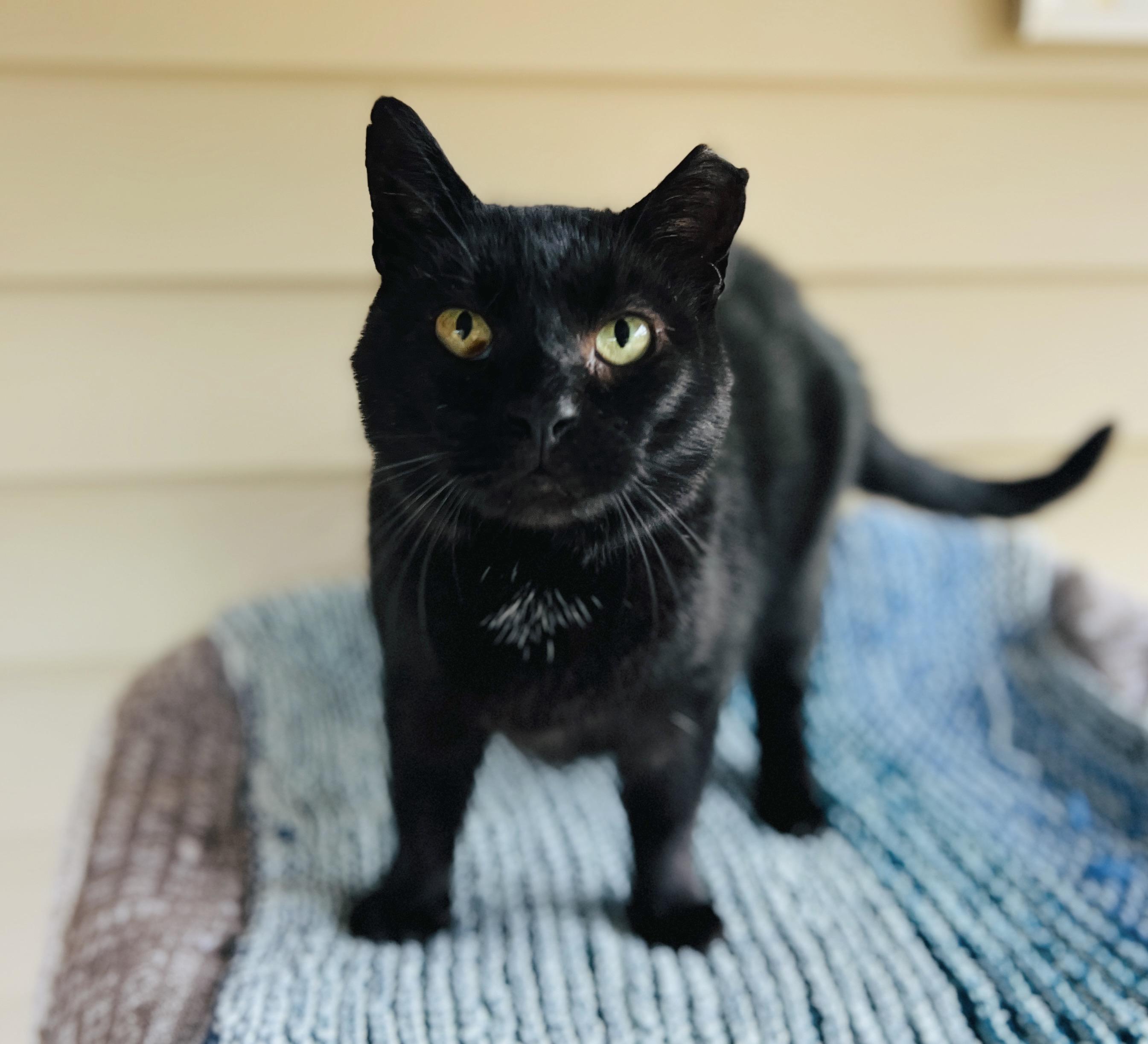 Blackie — thumbnail 6