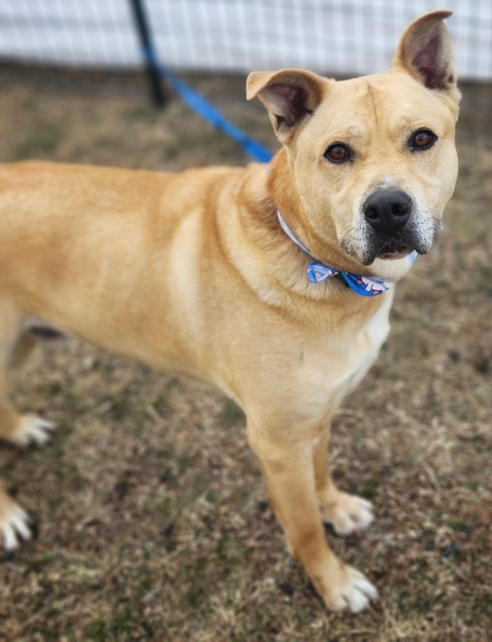 Rocky, adopted, Adult Male Labrador Retriever.