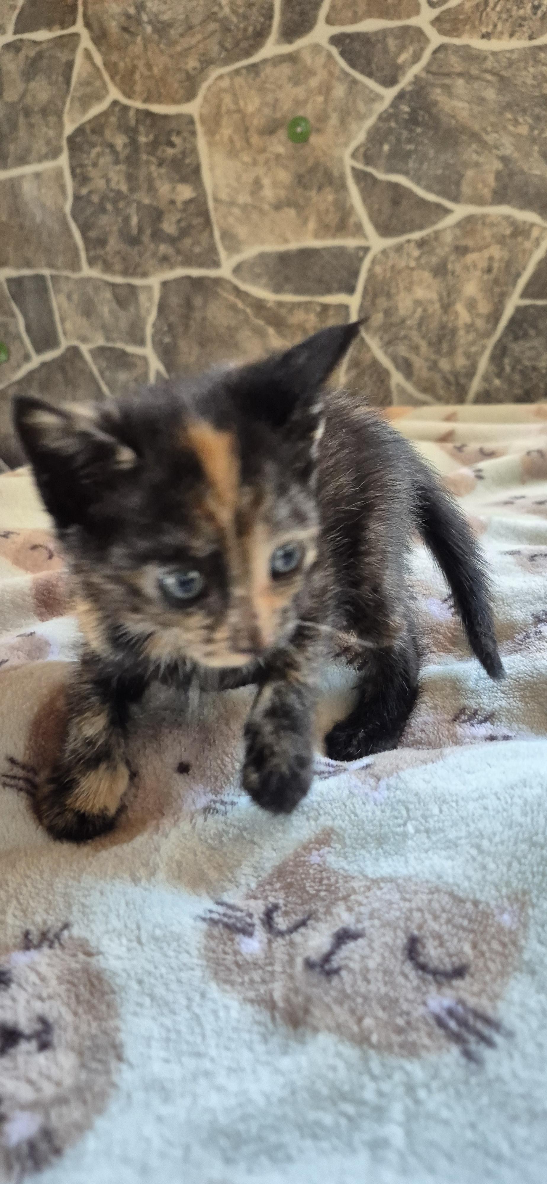 Ember- female