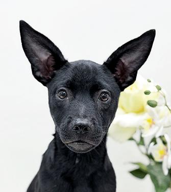 Enlarge LOVE, a ADOPTABLE mixed breed in Castro Valley, CA image 1/3