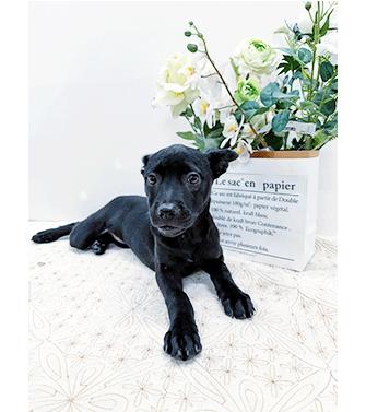 LOVE, ADOPTABLE, Young Female Labrador Retriever.