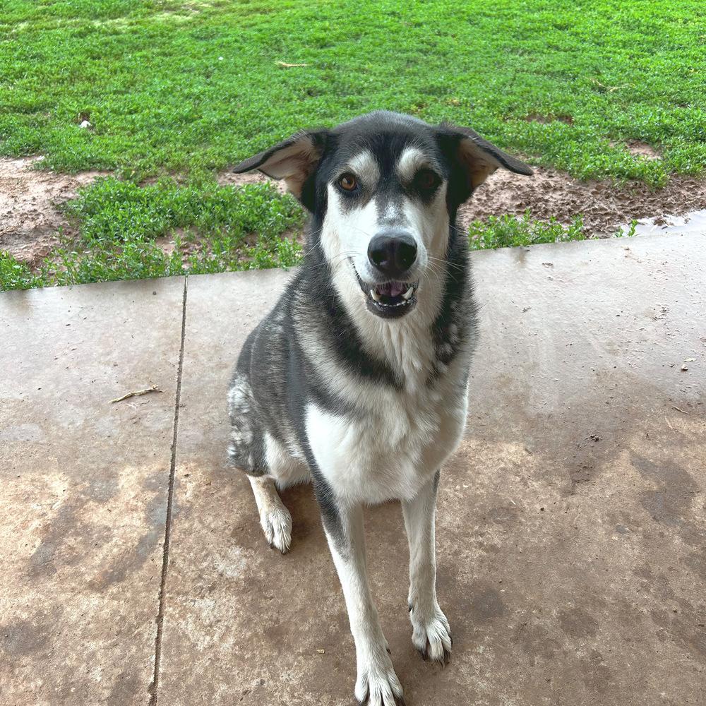 Everest, a Adopted mixed breed in Oklahoma City, OK image 1/2