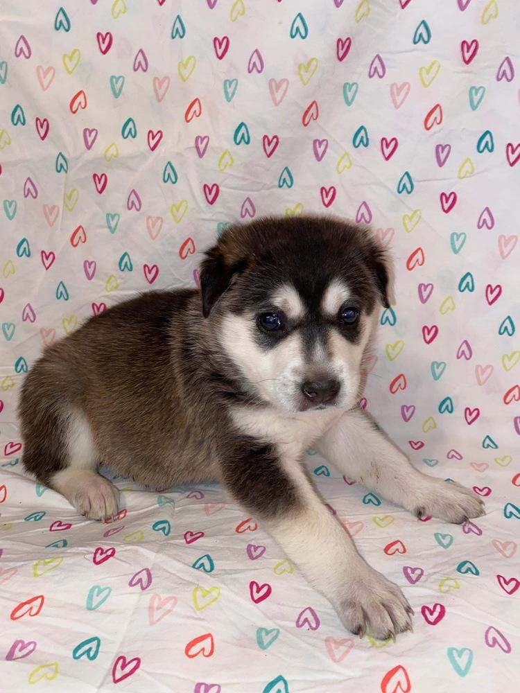 Everest, a Adopted mixed breed in Oklahoma City, OK image 2/2