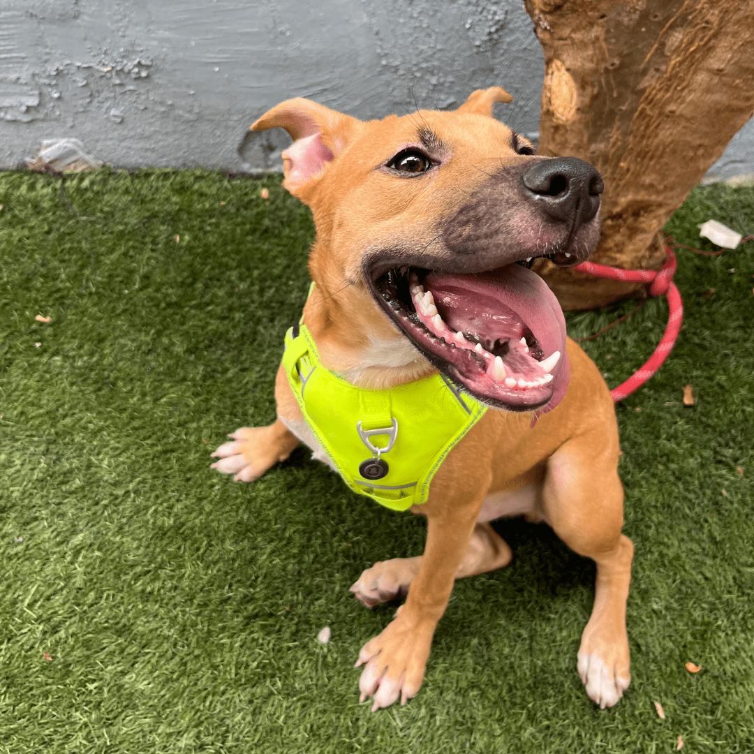 Dog for adoption Jake, a Labrador Retriever & Hound Mix in Aliso