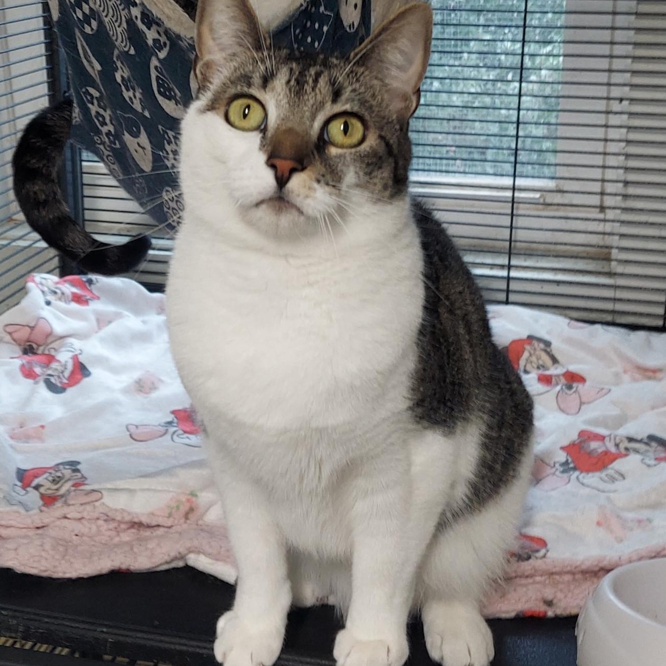 Enlarge Bell, a Adoptable Domestic Short Hair in Warwick, RI image 3/3