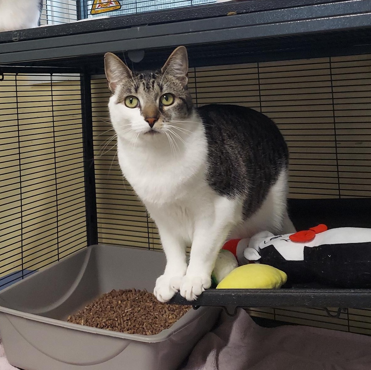 Enlarge Bell, a Adoptable Domestic Short Hair in Warwick, RI image 1/3