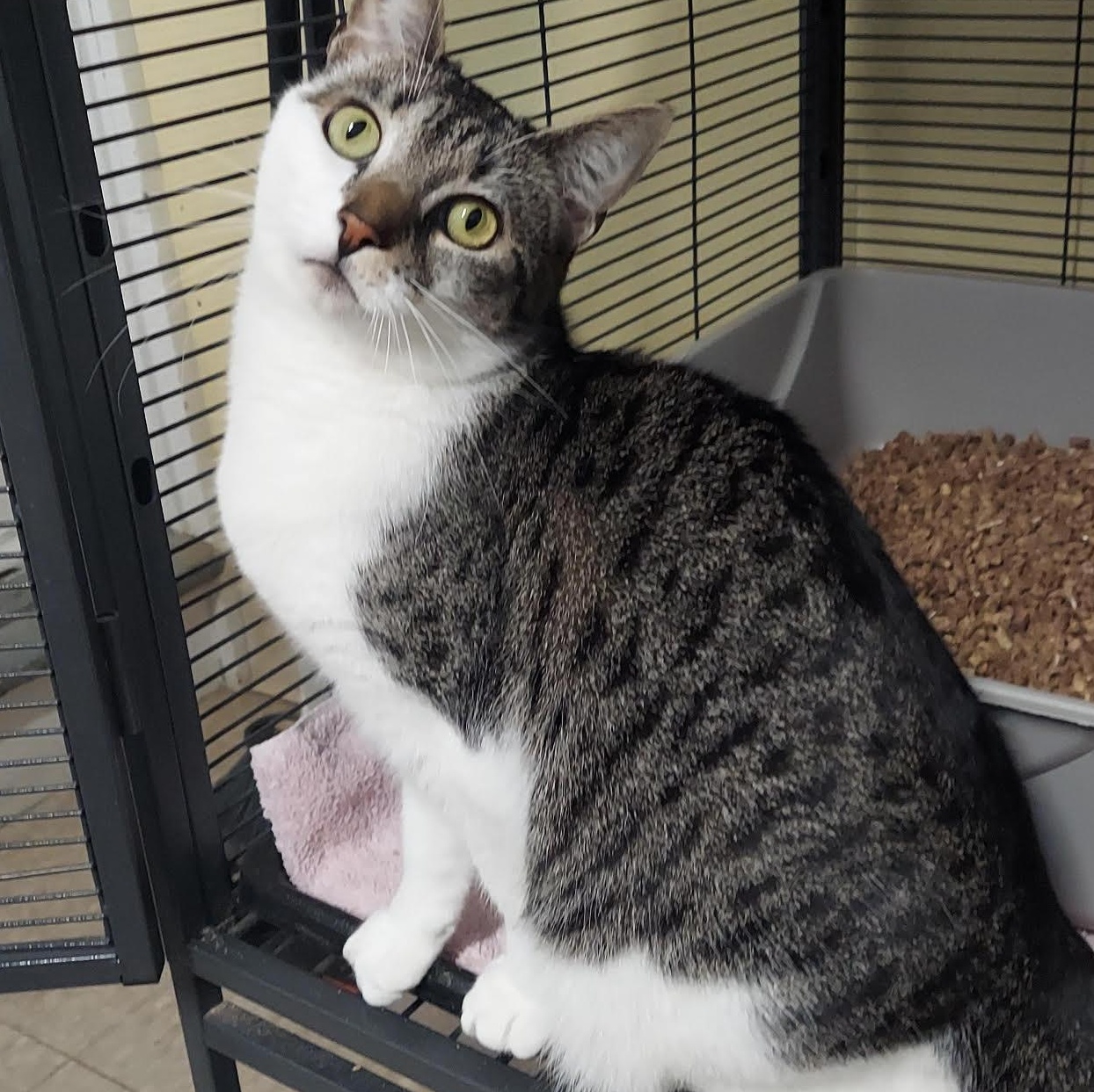 Enlarge Bell, a Adoptable Domestic Short Hair in Warwick, RI image 2/3