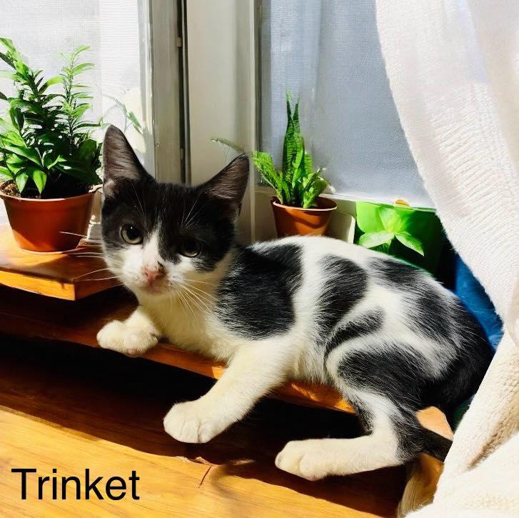 Enlarge Trinket, a Adoptable mixed breed in Lakeland, FL image 2/2