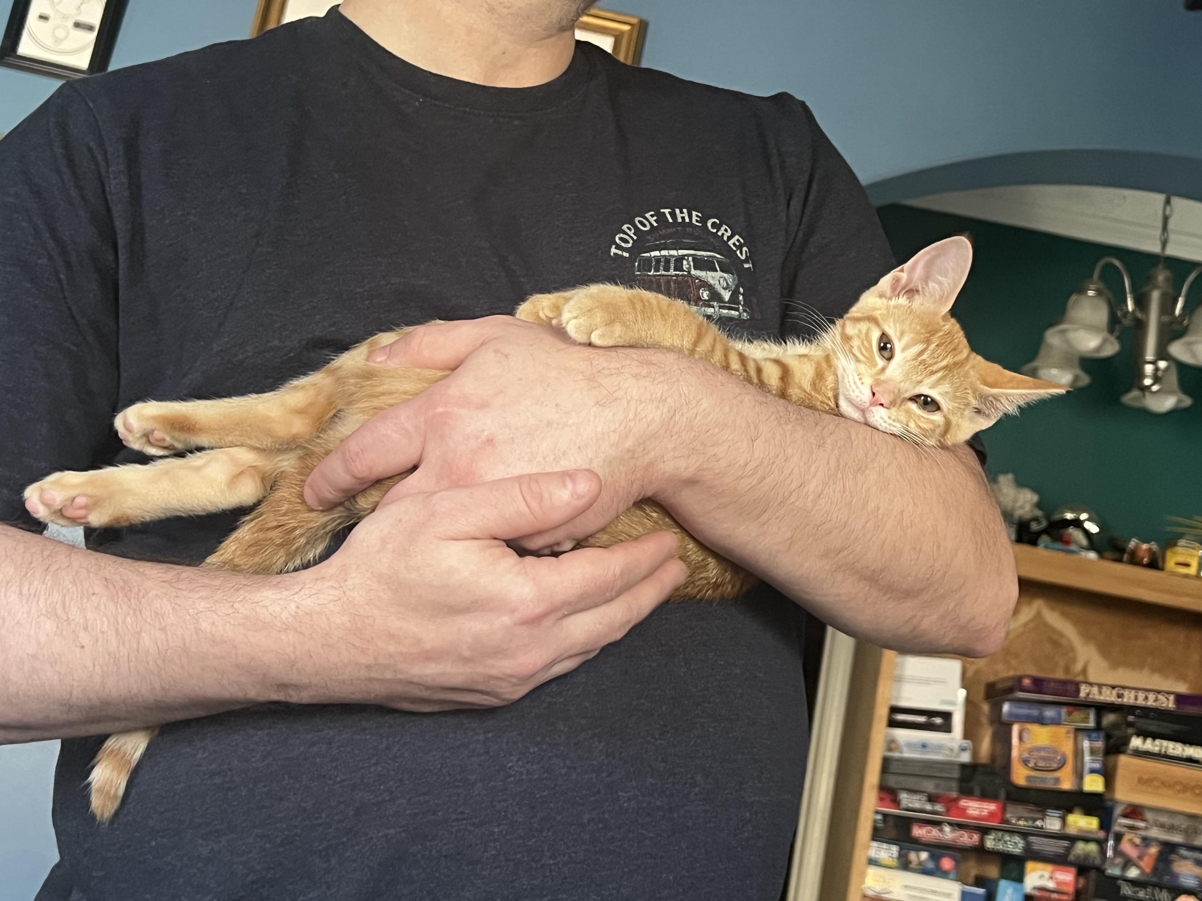 Enlarge Ruby, an adopted Tabby in Wilmington, NC image 2/3