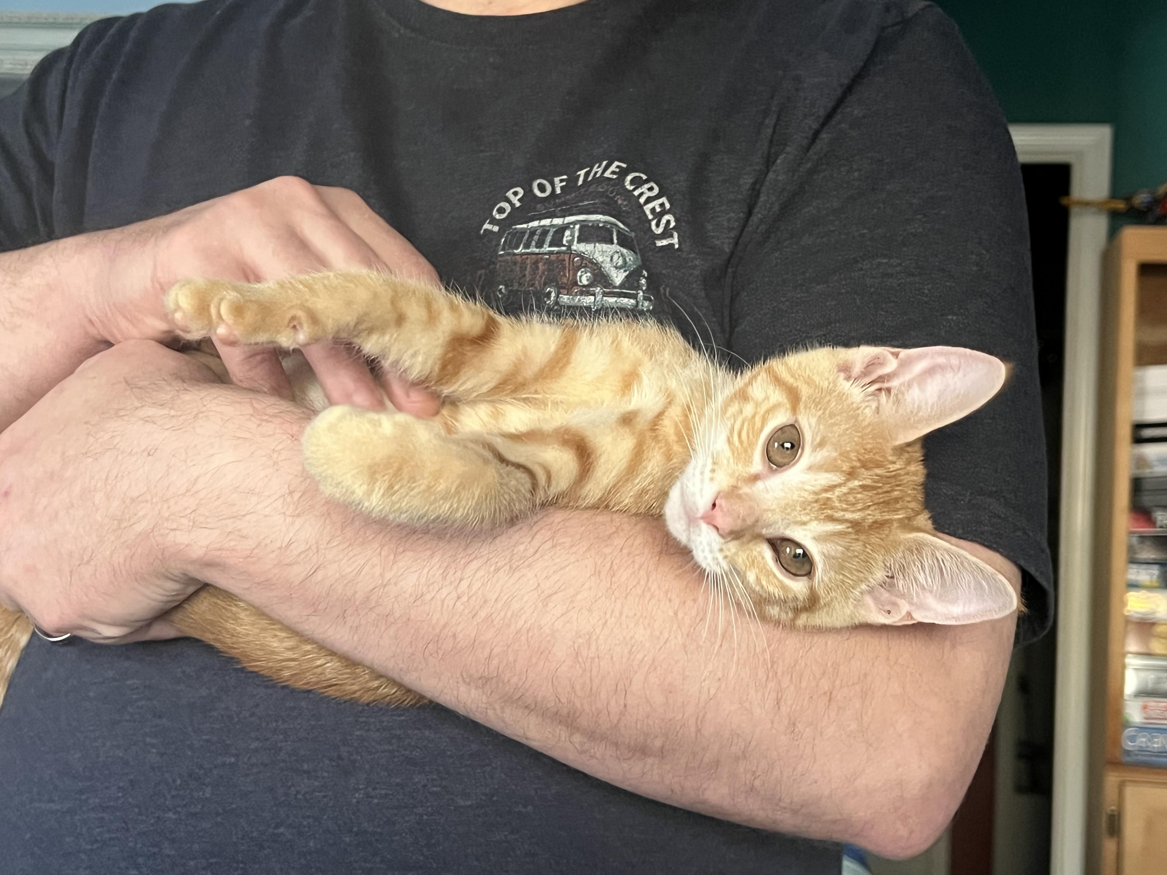 Enlarge Ruby, an adopted Tabby in Wilmington, NC image 1/3