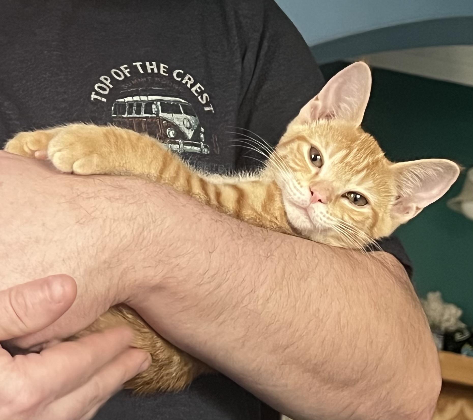 Enlarge Ruby, an adopted Tabby in Wilmington, NC image 3/3