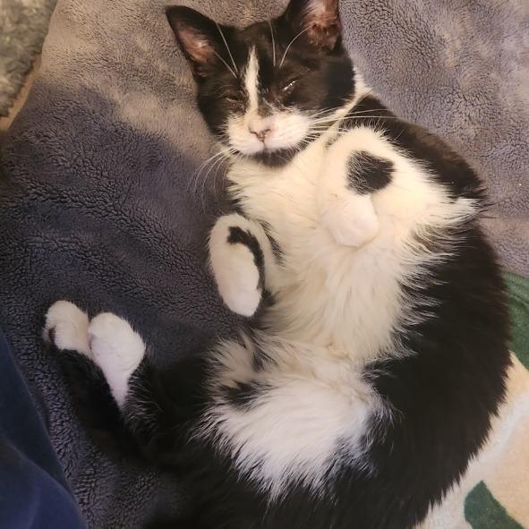 Rhodium (Rh), Adoptable, Young Female Domestic Short Hair.