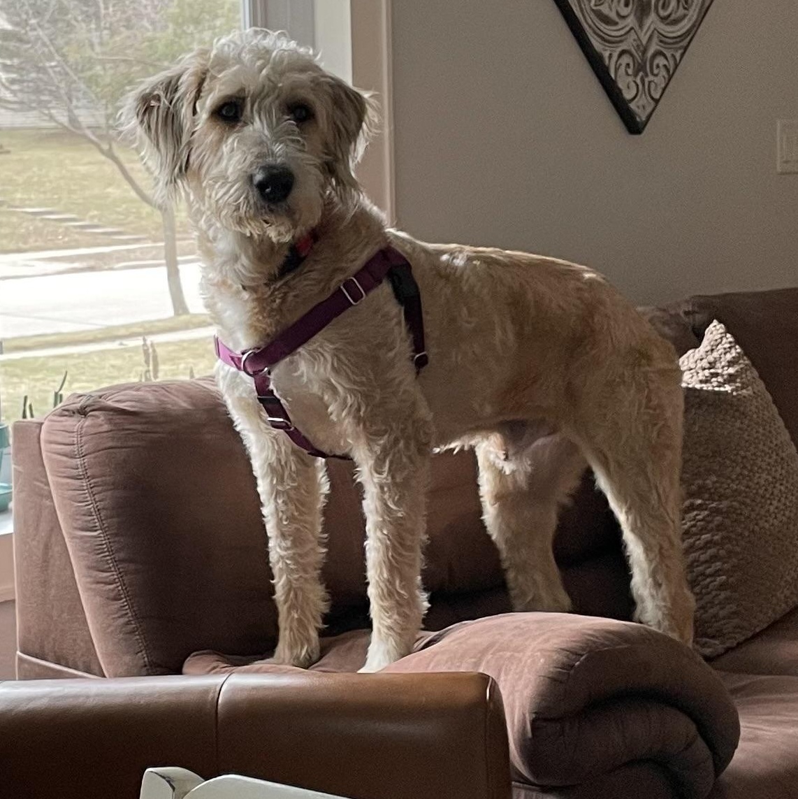 Trelawney - Home Visit in Process - Adoptable Pet | Petfinder | Petfinder