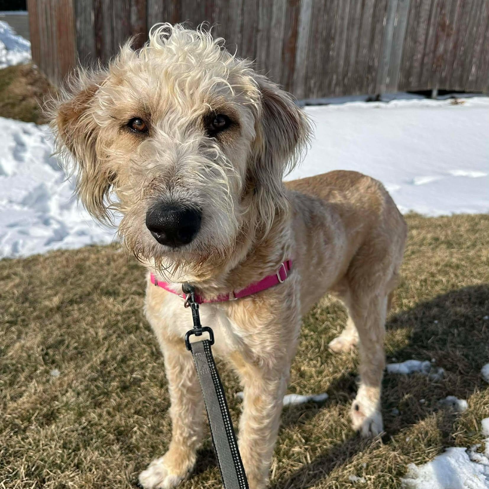 Trelawney - Home Visit in Process - Adoptable Pet | Petfinder | Petfinder