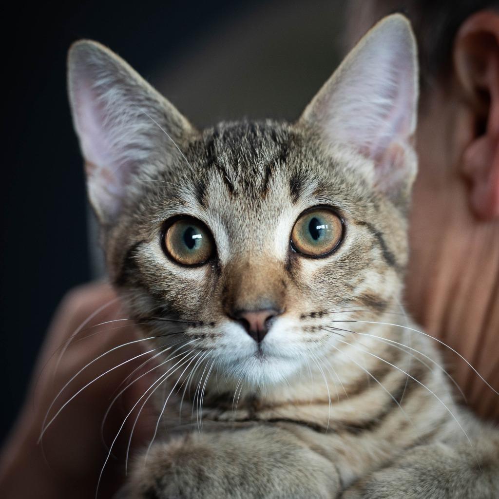 Donny, Adoptable, Young Male Domestic Short Hair.