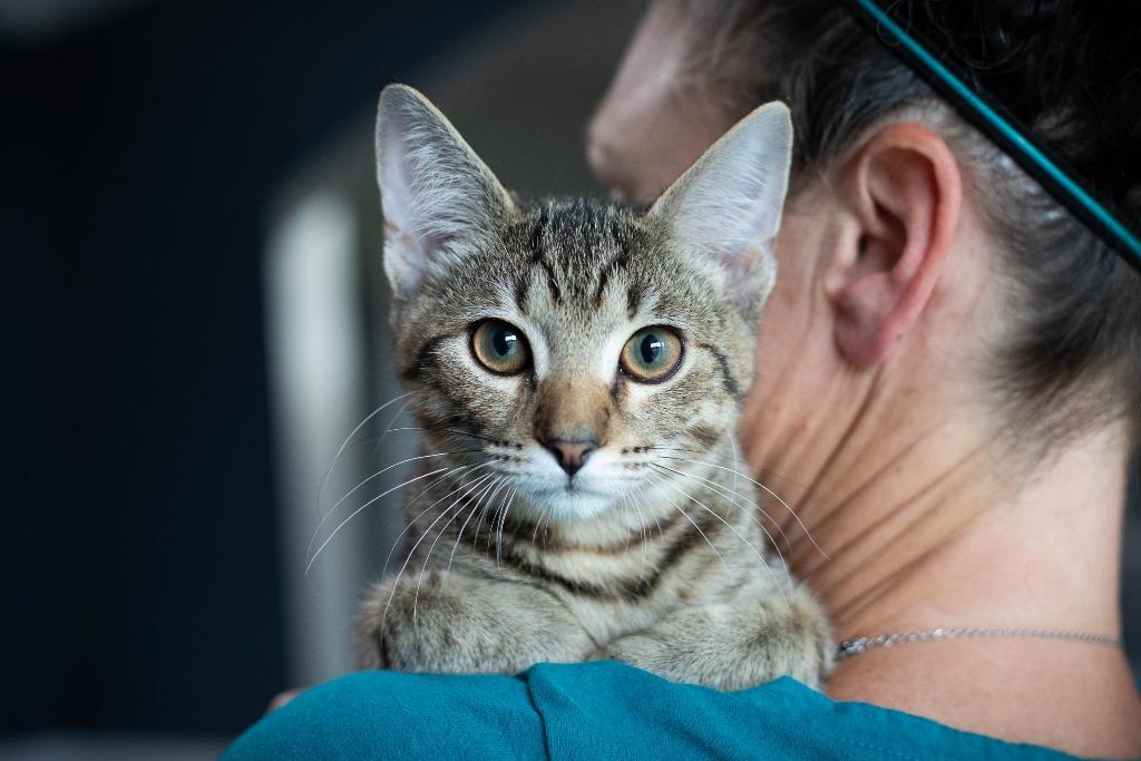 Enlarge Donny, a Adoptable mixed breed in Evans, GA image 2/6