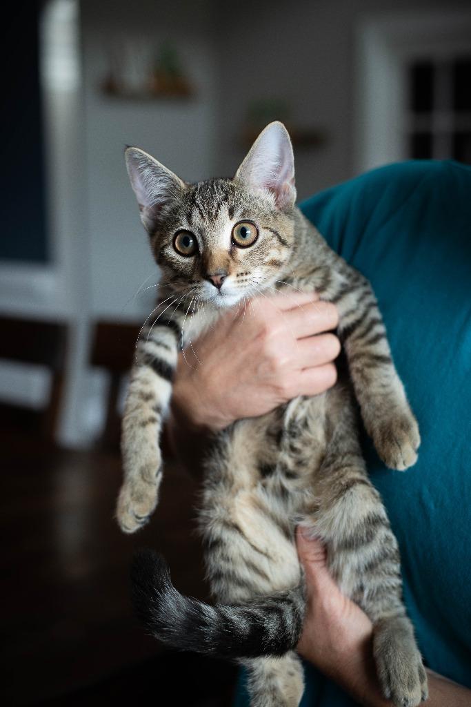 Enlarge Donny, a Adoptable mixed breed in Evans, GA image 3/6