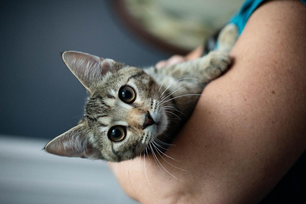 Enlarge Donny, a Adoptable mixed breed in Evans, GA image 4/6