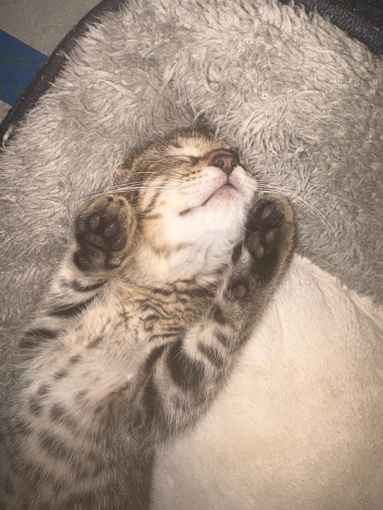 Enlarge Donny, a Adoptable mixed breed in Evans, GA image 5/6