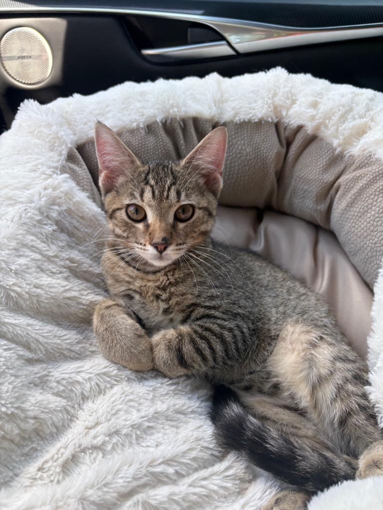 Enlarge Donny, a Adoptable mixed breed in Evans, GA image 6/6