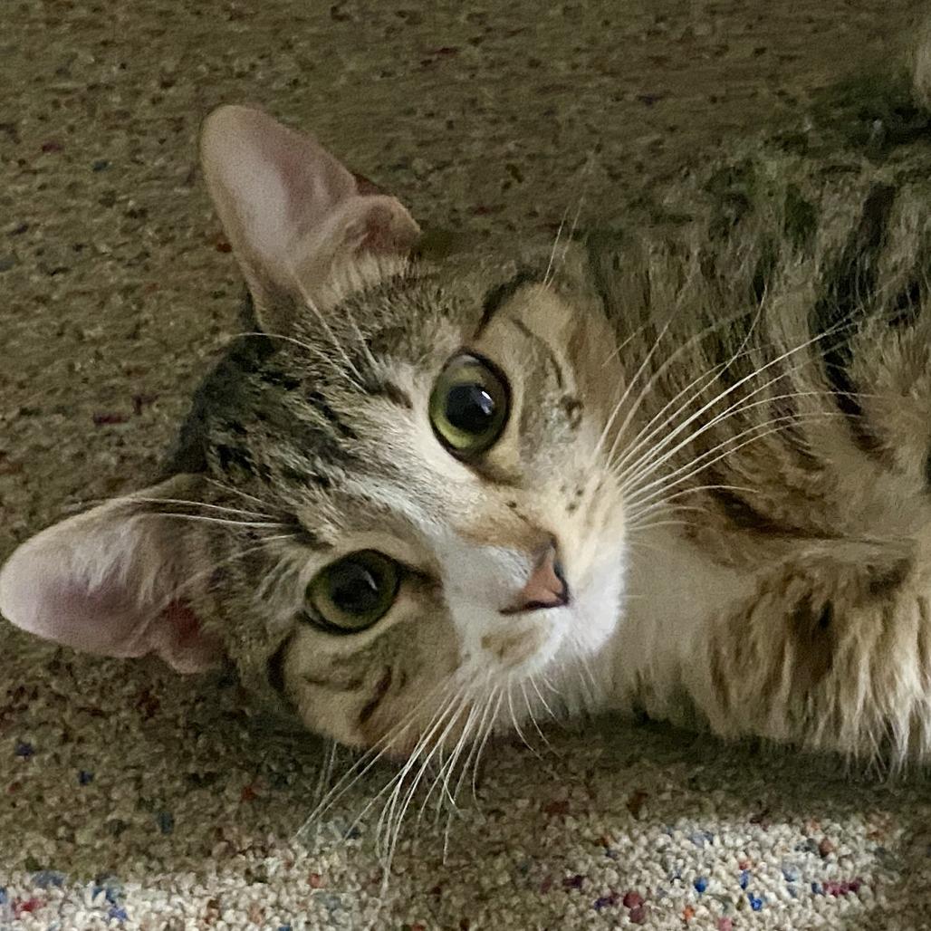 Enlarge Jasper **Off-Site Foster Home**, a Adoptable Domestic Short Hair in Troy, IL image 1/1